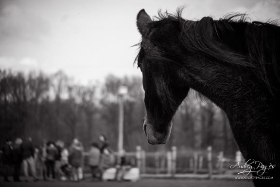 equi coaching gard herault