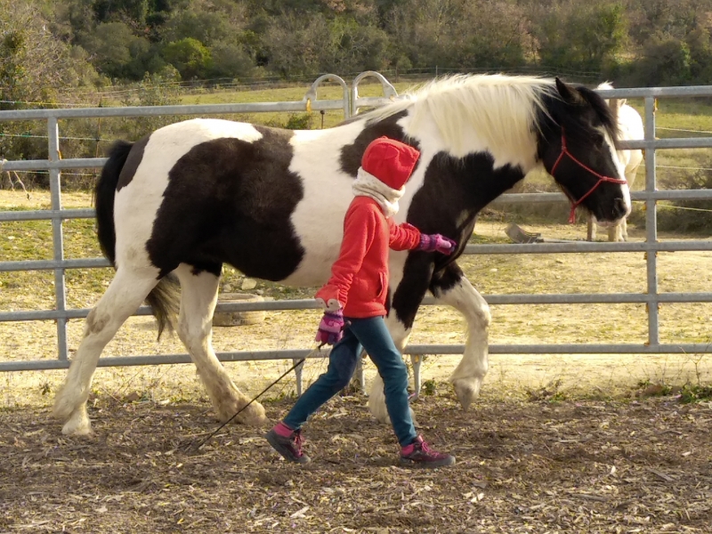 equitherapie